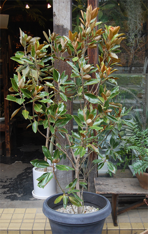 タイサンボク・リトルジェム - Collection : コレクション - NEO GREEN